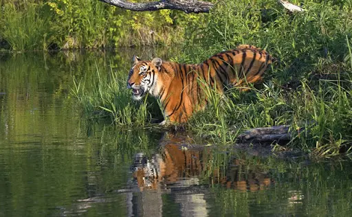 Dhaka - Sundarban - Dhaka