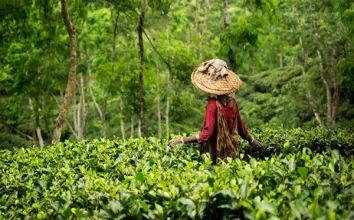 Dhaka – Sylhet – Dhaka Tour Package