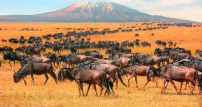 KENYA HIGHLIGHTS SAFARI TOUR PACKAGE