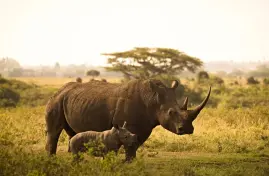 Kenya Tour Packages from Bangladesh