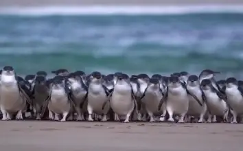 Special Melbourne Tour Package